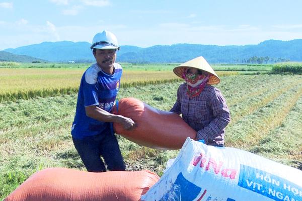 "Mùa vàng" trên những cánh đồng