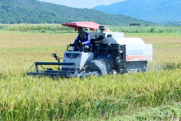 Nghi Xuân tập trung thu hoạch lúa và các loại cây trồng vụ Xuân