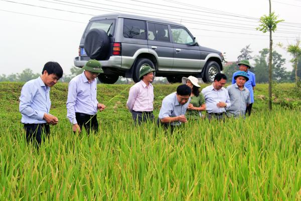 Phó Chủ tịch UBND tỉnh Đặng Ngọc Sơn kiểm tra tình hình sâu bệnh hại lúa tại Nghi Xuân