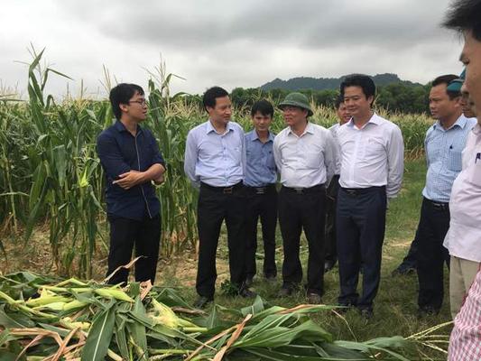 Nghi Xuân: Tổ chức hội thảo đầu bờ đánh giá mô hình trồng ngô sinh khối phục vụ chăn nuôi bò