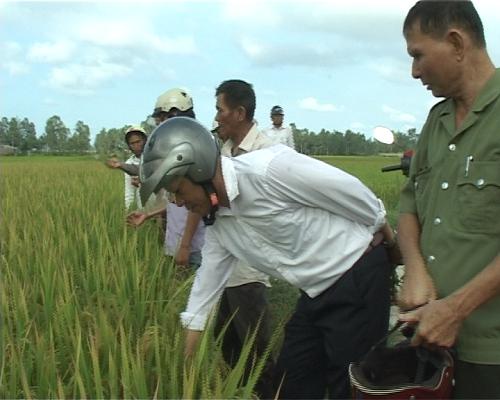 Cổ Đạm được mùa lúa Hè Thu