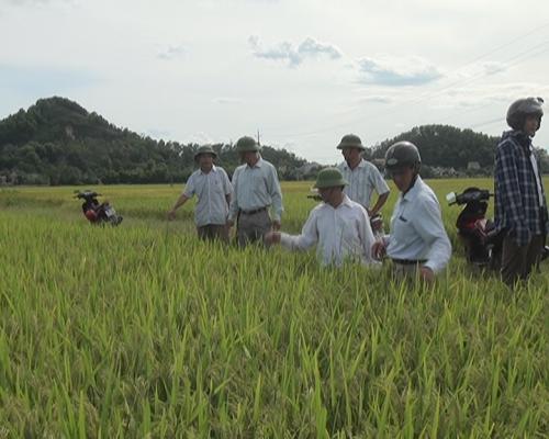 Xuân Hồng:Tổ chức hội thảo thăm đồng định sản đánh giá sản lượng vụ Hè thu 2015