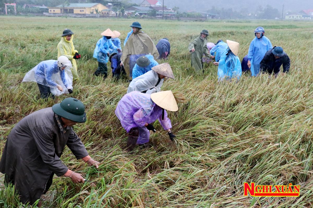 Thanh niên Nghi Xuân giúp dân gặt lúa chạy lụt