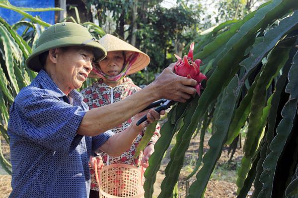 Vườn thanh long ruột đỏ “Made in Nghi Xuân”