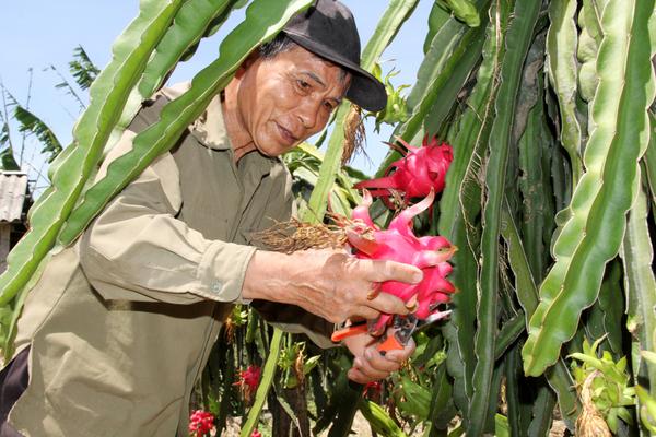 Thanh long ruột đỏ trên đất cát Xuân Yên