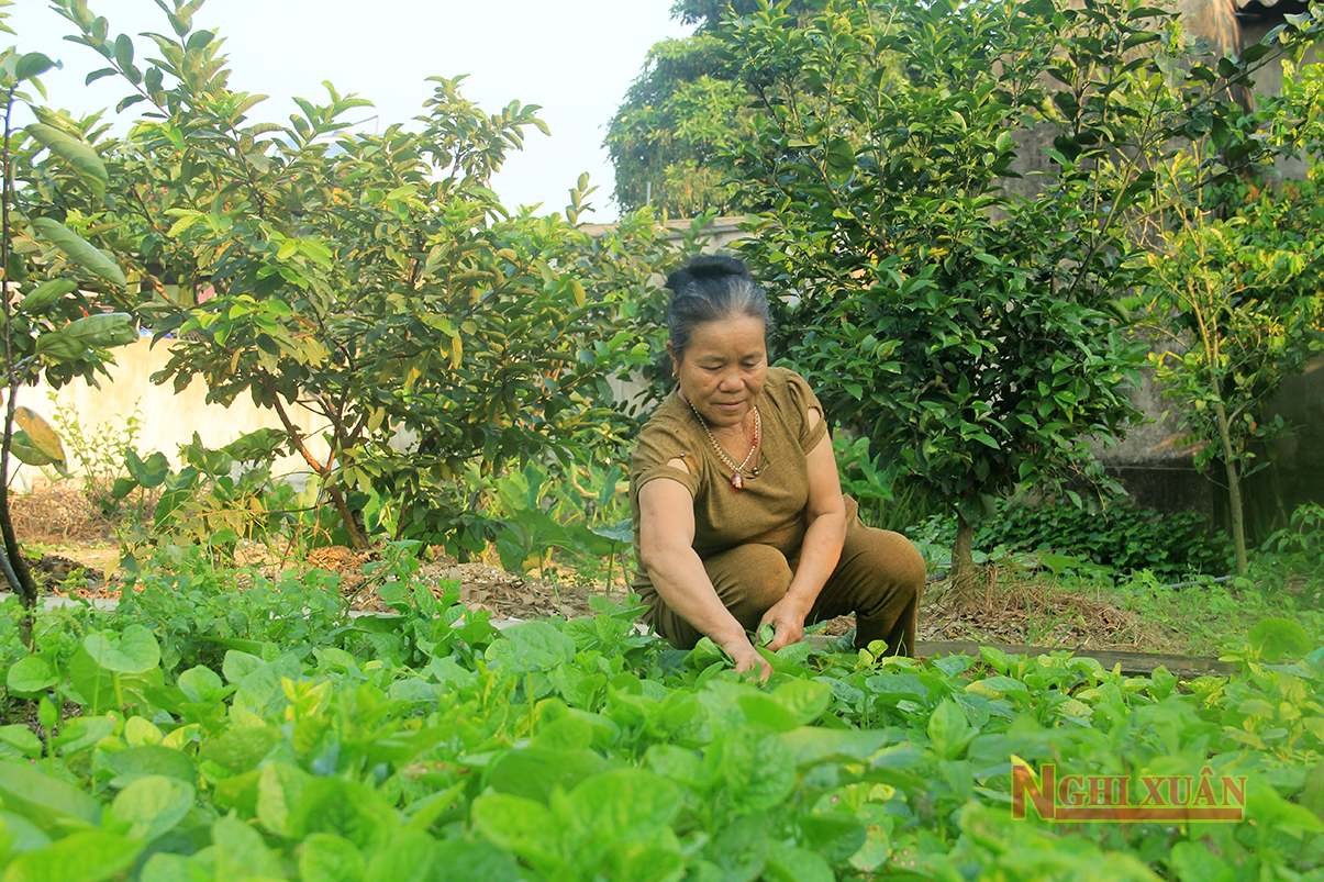 Người dân Nghi Xuân hướng đến phát triển kinh tế vườn, nâng cao thu nhập