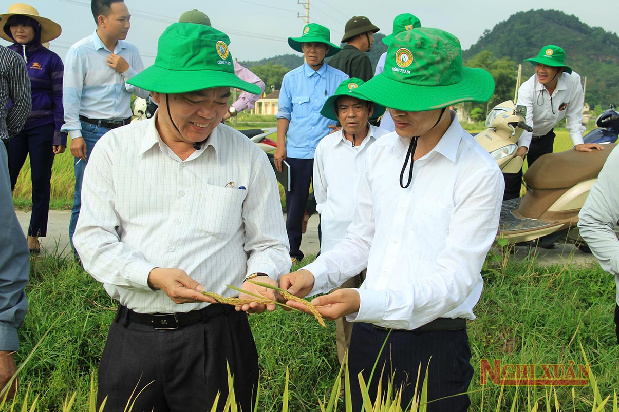 Giống lúa ADI 168 và ADI 28 cho năng suất cao tại Nghi Xuân