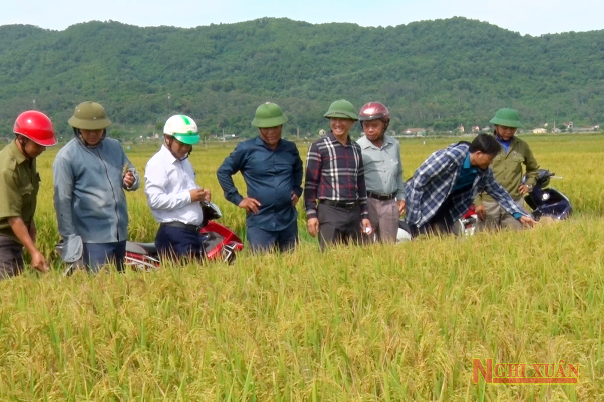 Giống lúa BT09 kháng sâu bệnh tốt cho năng suất khá cao tại Xuân Hồng