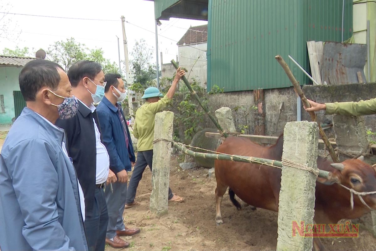 Nghi Xuân chủ động phòng, chống bệnh viêm da nổi cục ở trâu, bò