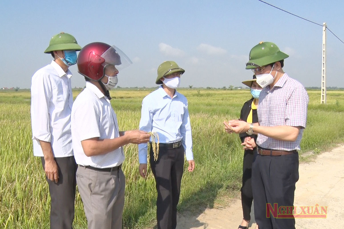 Lãnh đạo Nghi Xuân kiểm tra tình hình sản xuất vụ Xuân