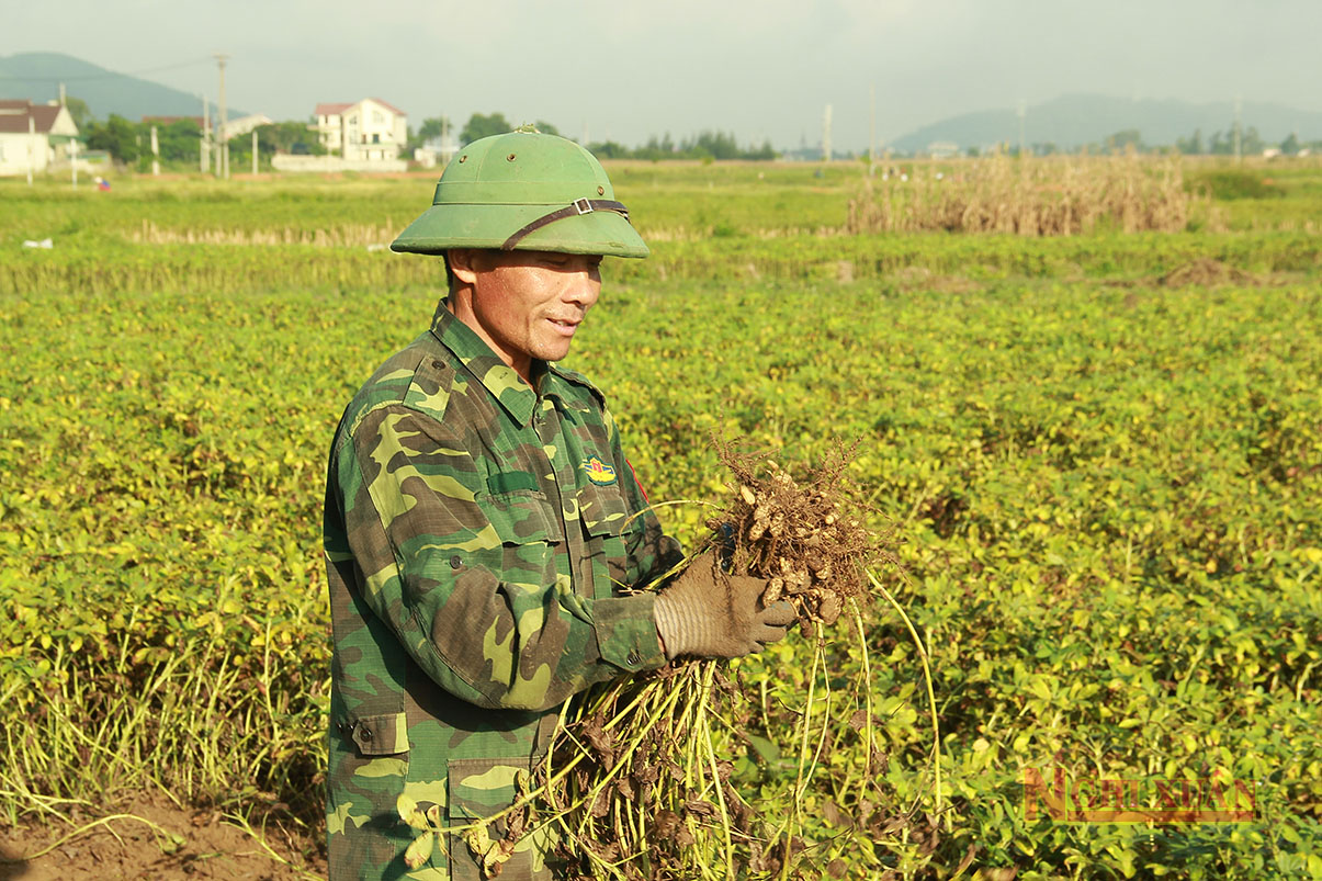 Năng suất lạc xuân ở Nghi Xuân bình quân đạt 30 tạ/ha