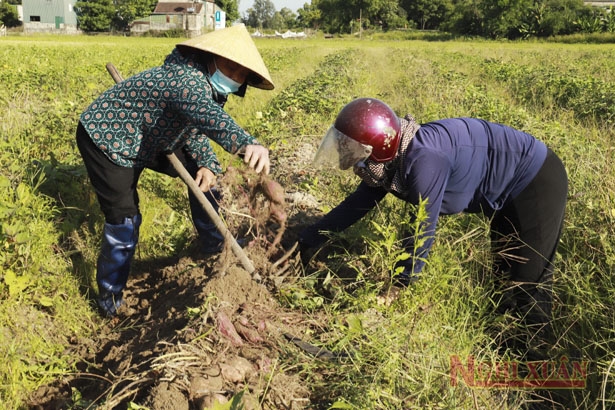 Khoai lang giống mới KL 20-209 cho năng suất cao tại Nghi Xuân