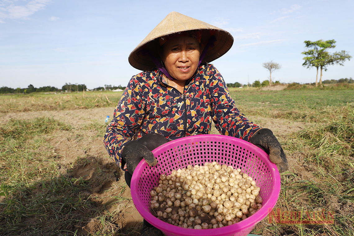 Hành tăm được mùa, được giá, nông dân Nghi Xuân phấn khởi