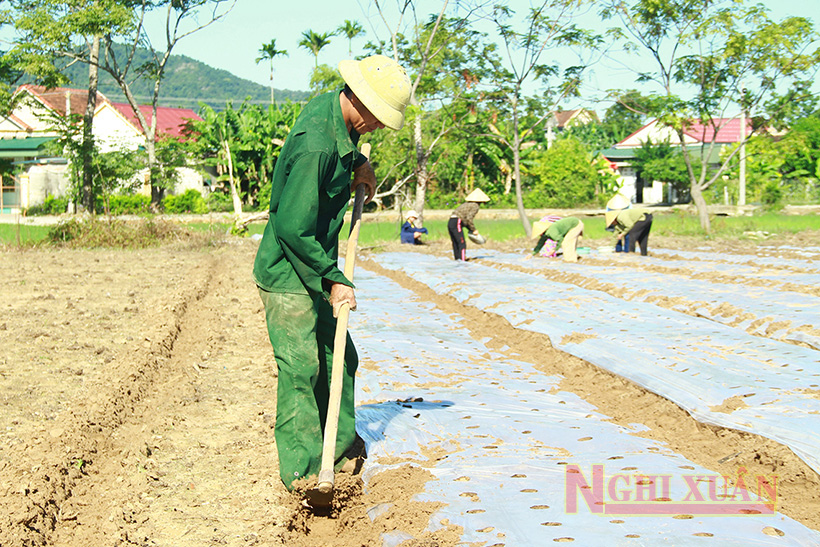 Nông dân Nghi Xuân ra đồng gieo trỉa lạc thu đông