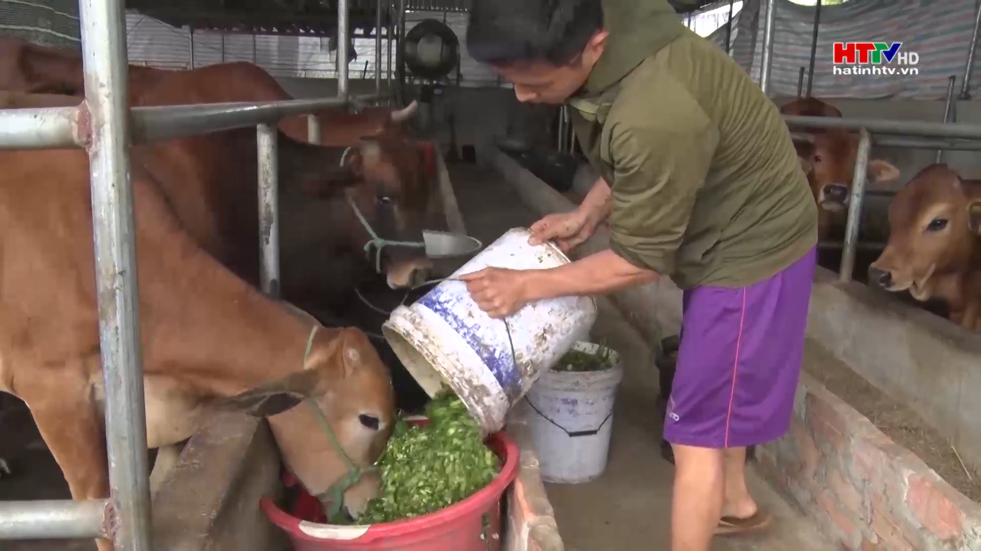 Nông dân Nghi Xuân thi đua sản xuất kinh doanh giỏi