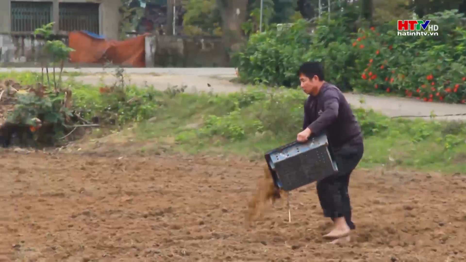 Nông dân Nghi Xuân ra đồng gieo trỉa ngô vụ Xuân