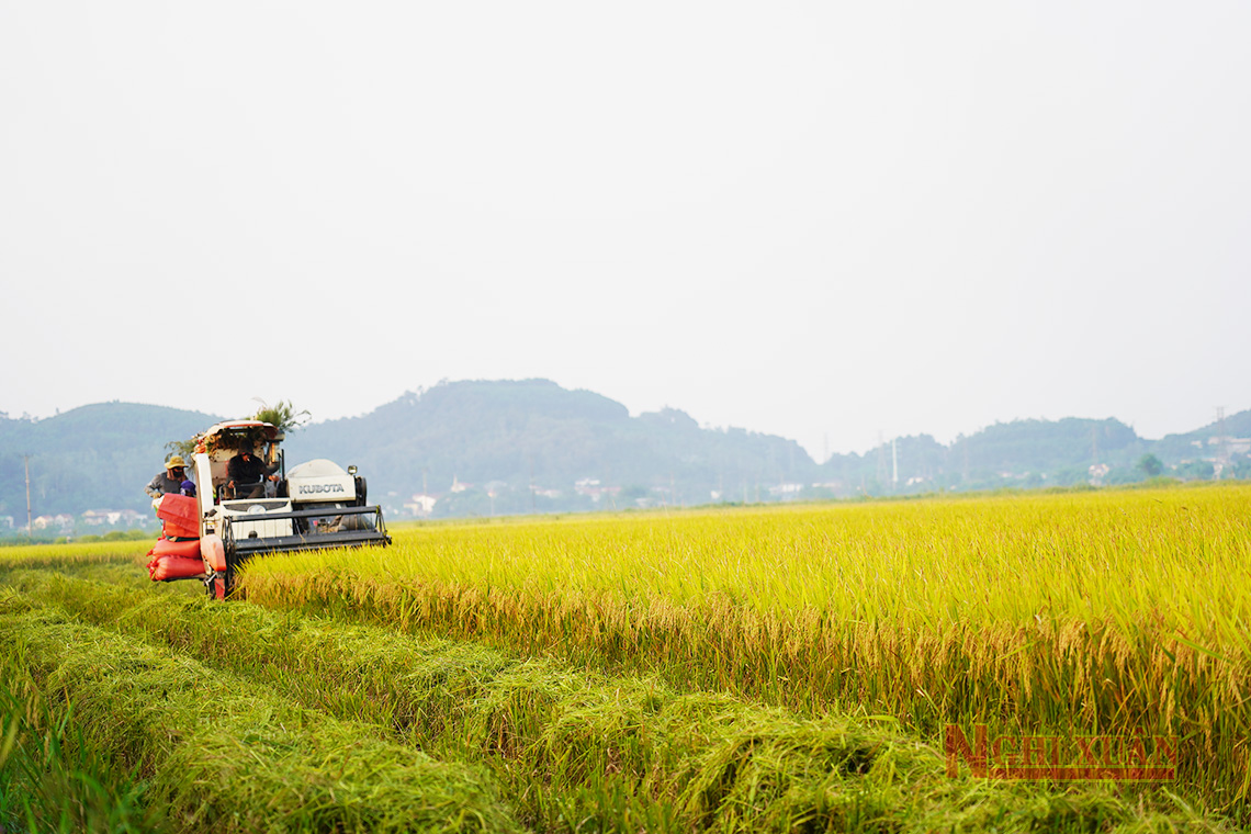 Nông dân Nghi Xuân phấn khởi thu hoạch lúa