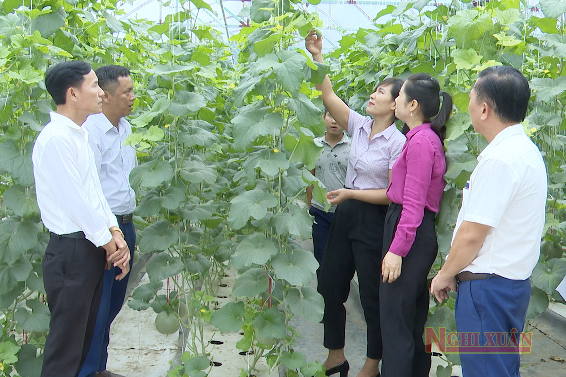 Ra mắt mô hình trồng dưa lưới bằng phương pháp thủy canh do phụ nữ Nghi Xuân làm chủ